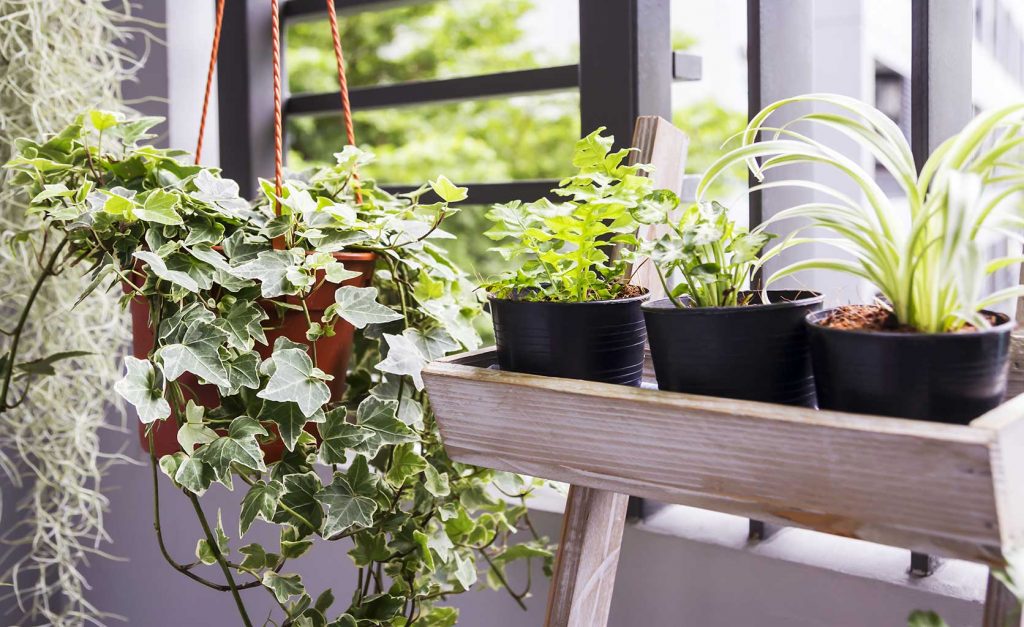 décoration plantes terrasse