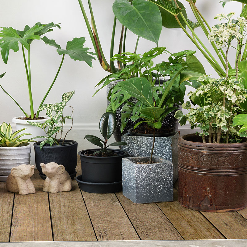 House,Plants,In,Modern,Stylish,Container,On,Cement,Floor,And